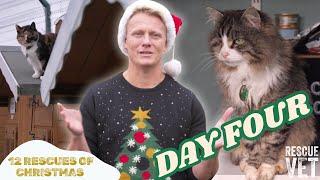 Spending Christmas at the Cat Retirement Village | DAY 4: 12 RESCUES OF CHRISTMAS