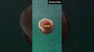 5 Mind-Blowing Facts About Jellyfish! #shorts #short #shortvideo #facts #interestingfacts #knowledge