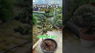 석화회 향나무 이런 수형이 있었나?#분재 #소품분재 #미니분재  #bonsai#sekkahinokitree