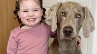 Dog is sweetest friend to little girl