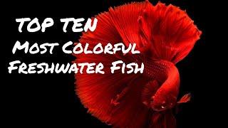 Top Ten Most Colorful Freshwater Fish