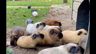 Guinea pigs exit and enter the tube.