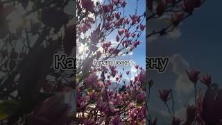 Цветение магнолии в Турции #жизньвтурции #кемер #магнолия #зимовкавтурции #переездвтурцию