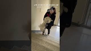 ️산책 갔다왔는데 엘베가 점검 중일 때 #강아지