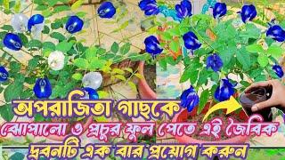 অপরাজিতা গাছে একবার সিক্রেট ম্যাজিক দ্রবন দিলেইগাছে প্রচুর পরিমাণে ফুলফুটবেTha screct magic liquid 