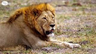 Best of Southern Africa Safari | Africa Adventure Consultants