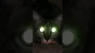 cat eyes reflecting lies   #meancreature #cutethough #catvideos  #naturelover 
