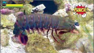 Mantis Shrimp Punch BREAKS Tank! Emergency Setup & Feeding