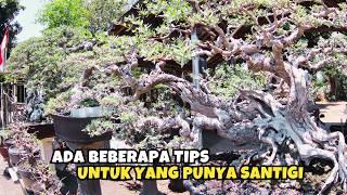 JANGAN ABAIKAN INI BILA PUNYA BONSAI SANTIGI