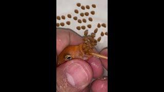 Orange cichlid fish giving birth ️ #fish #fishing