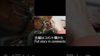 【もみじ盆栽針金かけ（前・後）/ Maple bonsai wiring(before and after)】