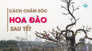 Cách chăm sóc hoa đào sau tết┃Nông Sản ND