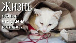 Кошку выкинули на мороз / она пряталась под машинами /help save the cat