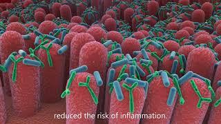 Lactobacillus and Bifidobacterium (HEXBIO) in our Digestive System