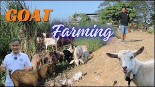 Goat Farming: Bringing My Goats to the Field for Sun, Exercise, and Feeding!