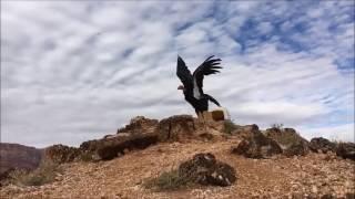 Releasing a California Condor at Vermilion Cliffs National Monument