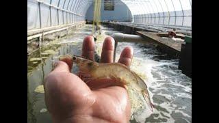 BioFloc:  The Future of American Shrimp Farming