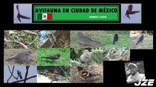 AVES EN CIUDAD DE MÉXICO parte uno.