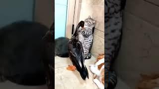 #funny #fyp #foryou #funnyvideo #shortvideo #shorts #cute #cat #pet #animal