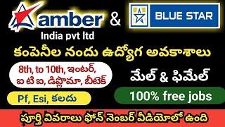 Amber & Bluestar Company Nandu Udyogaavakaasalu - Male And female Jobs - 8th To Diploma Btech Jobs