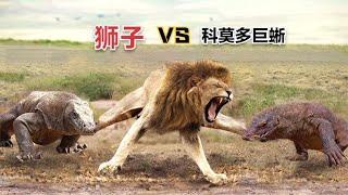 科莫多巨蜥VS雄狮：两只科莫多巨蜥能否击败一只成年雄狮？
