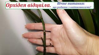 КВІТКОНОСИ у орхідеї, що закінчила квітнути. Що робити? Поговоримо про це ще раз.
