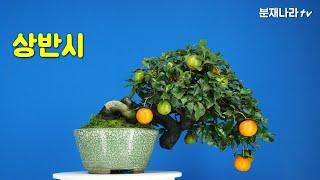 Bonsai,Potted plant, Diamond-leaved Persimmon, Chinese Persimmon ,http://www.bunjenara.com, 栽栽, 老鴉柿