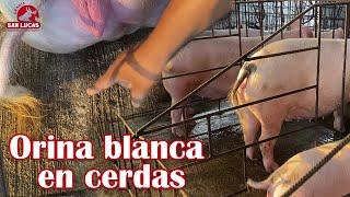 ¿Por qué mi cerda orina blanco? | Causas y solución | Granja San Lucas