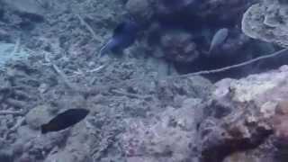 Black-spotted pufferfish (Arothron nigropunctatus) while scuba diving in Beqa lagoon, Fiji