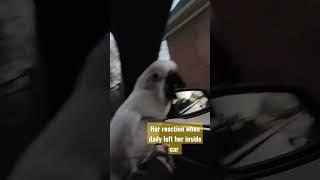 sisu reaction when dady left inside car baby umbrella cockatoo sisu #sisu #funny   subscribe channel