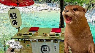 The Most Beautiful River Restaurant in Japan for Otters [Otter Life Day 936]