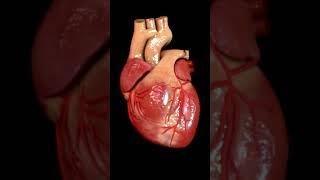 Human Heart Pumping Blood | Human Heart Beats | Human Heart 3D Animation