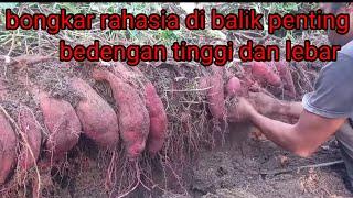 cara menanam ubi jalar dengan bedengan tinggi dan lebar