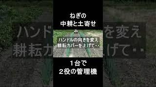 ねぎの土寄せ・・中耕と土寄せを１台の管理機で！