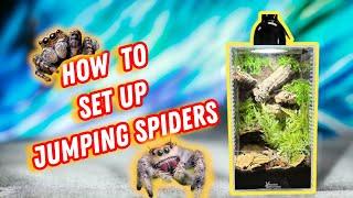 How To Set Up A Jumping Spider | with our jumping spider kit.
