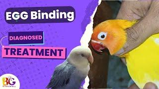 How to deal with Egg binding | Treatment | #lovebirds #YouTube #nature #egg #eggbinding #breeding