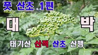 풋산초 산행1편 태기산 산적 산초 산행을 다녀오다. 산초,소나기,풋산초,장아찌,태기산,