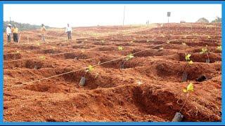 Whole Process Of Growing & Processing Cashews Will Explain Why Cashew Nuts Are So Expensive