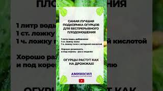 ПОДКАРМЛИВАЙ ОГУРЦЫ ТОЛЬКО ТАК