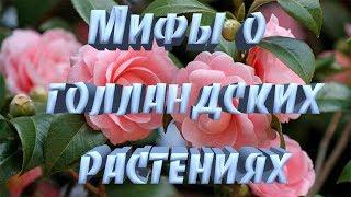 Мифы о Голландских Растениях