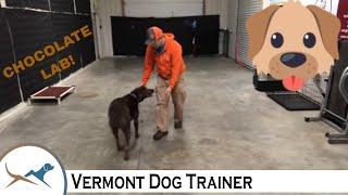 Understanding Dog Body Language of Sensitive Chocolate Lab