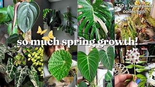 my planty paradise is thriving?! houseplant collection walk through/updates for APRIL 