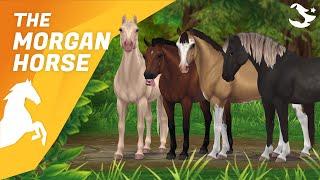 The UPDATED Morgan!  | Star Stable Horses