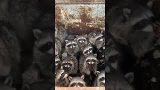 Guy Rescues Village Of Raccoons Stuck Inside Dumpster