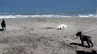 San Francisco dog walking service - Crissy Field with Michael Sammy, Bruno, Olive, Group 1