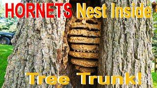 HORNETS Inside Tree Trunk! Hornet Nest Removal!