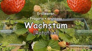 Erdbeerpflanze (Fragaria × ananassa)