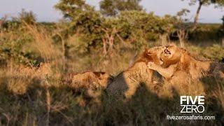 Lion FIGHT! 3 vs 1