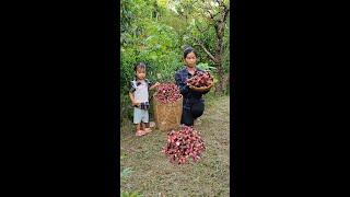 Harvesting Galangal Root Go To The Market Sell - Cooking - shorts - video shorts  | Lý Mai Ca