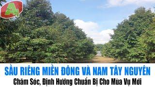 Sầu Riêng Miền Đông Và Nam Tây Nguyên | Chăm Sóc, Định Hướng Chuẩn Bị Cho Mùa Vụ Mới